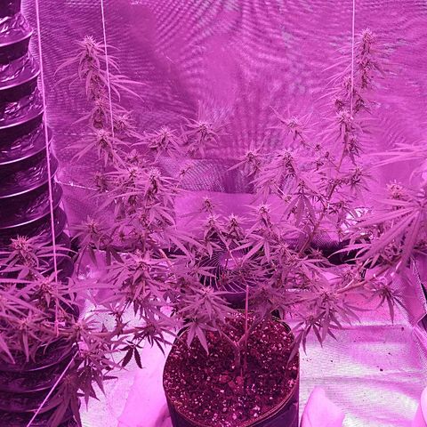 OG Killer growlog timeline photo