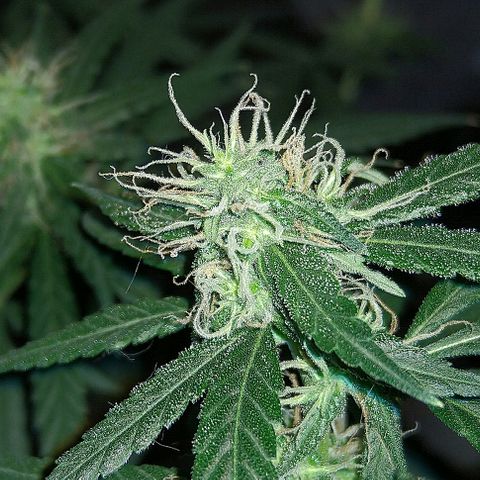 OG Killer growlog timeline photo