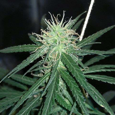 OG Killer growlog timeline photo
