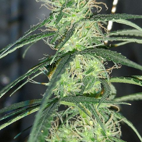 OG Killer growlog timeline photo