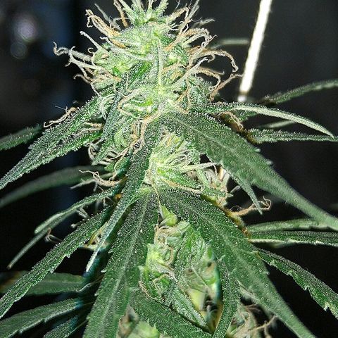 OG Killer growlog timeline photo
