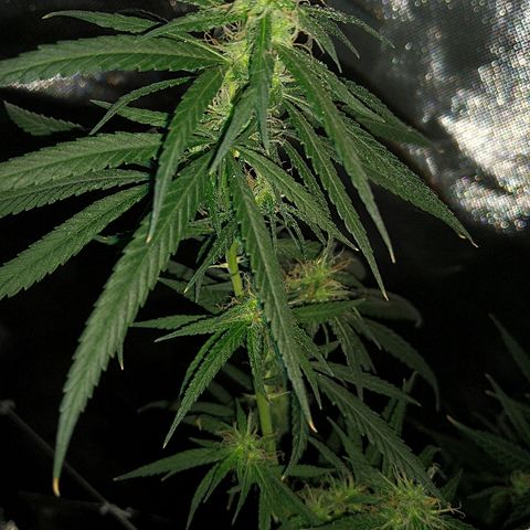 OG Killer growlog timeline photo