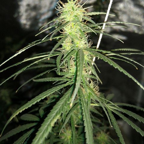 OG Killer growlog timeline photo