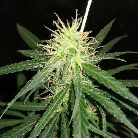 OG Killer growlog timeline photo