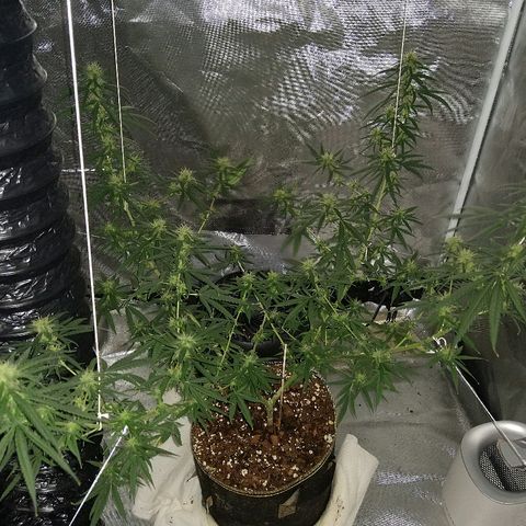 OG Killer growlog timeline photo