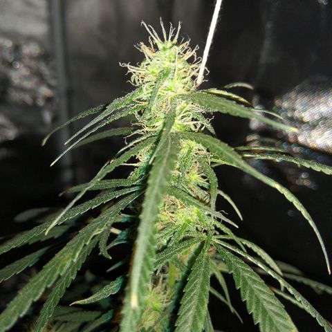 OG Killer growlog timeline photo