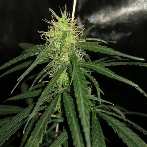 OG Killer growlog timeline photo