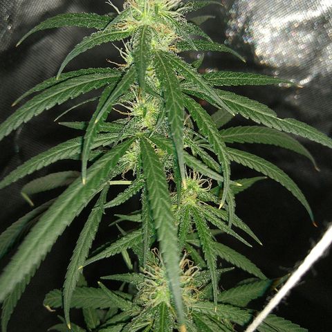 OG Killer growlog timeline photo