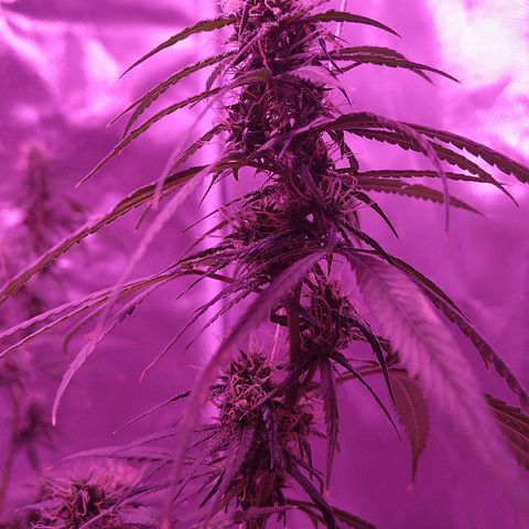 OG Killer growlog timeline photo