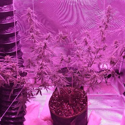 OG Killer growlog timeline photo
