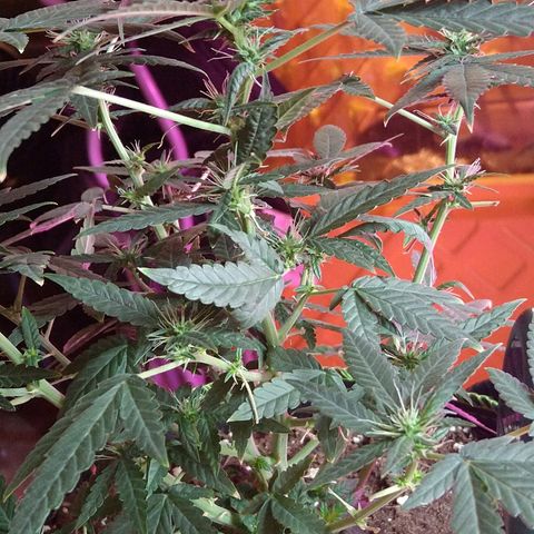 Lemon Kush growlog timeline photo
