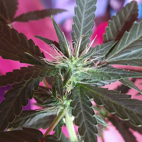 Lemon Kush growlog timeline photo