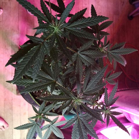 Lemon Kush growlog timeline photo