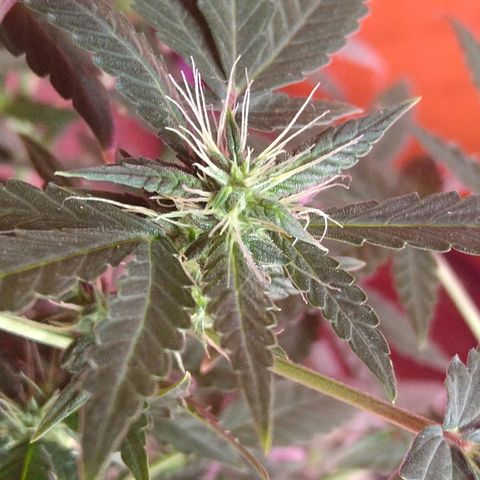 Lemon Kush growlog timeline photo