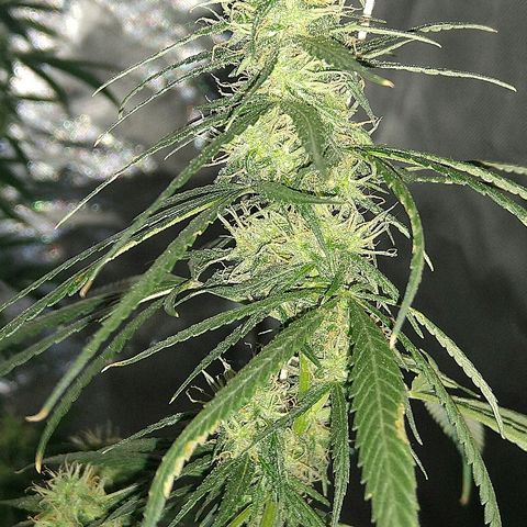 OG Killer growlog timeline photo