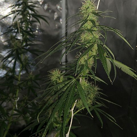 OG Killer growlog timeline photo