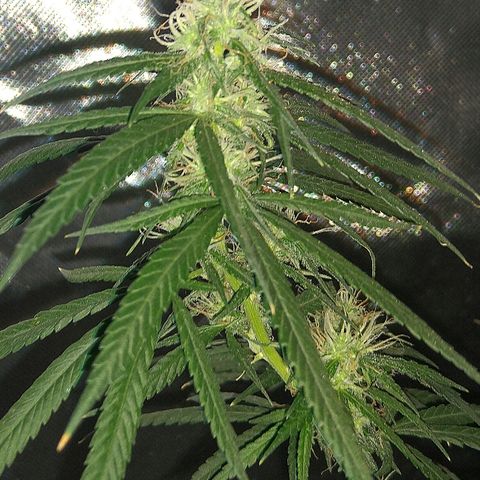 OG Killer growlog timeline photo