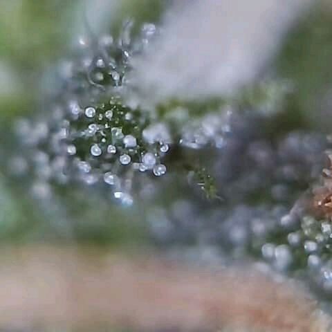 OG Killer growlog timeline photo
