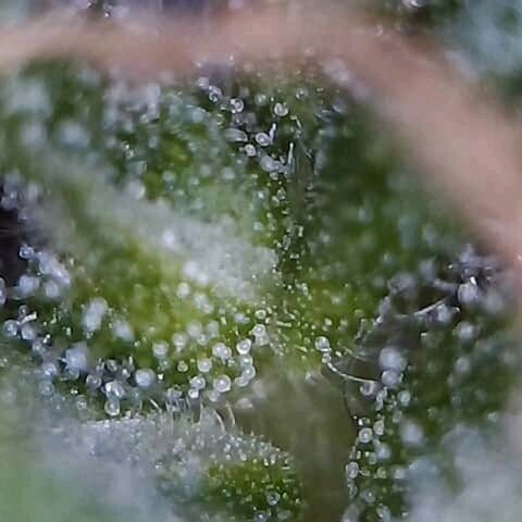 OG Killer growlog timeline photo