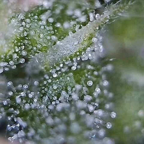 OG Killer growlog timeline photo