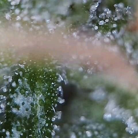 OG Killer growlog timeline photo