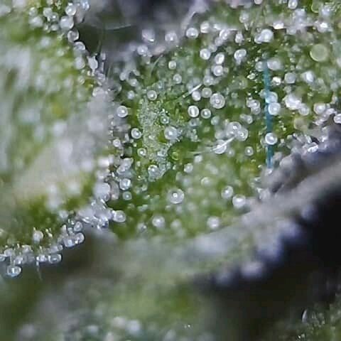 OG Killer growlog timeline photo