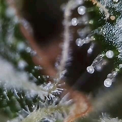 OG Killer growlog timeline photo