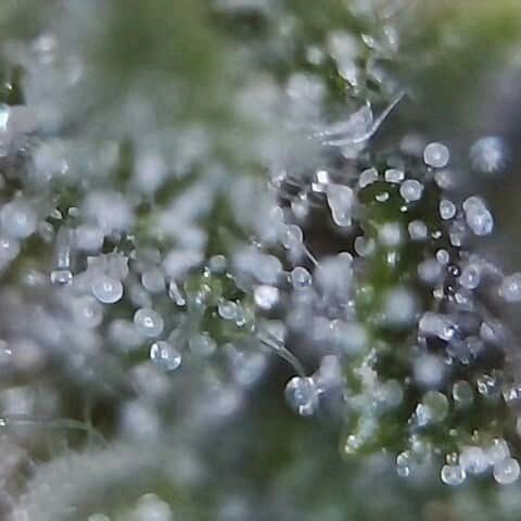 Lemon Kush growlog timeline photo