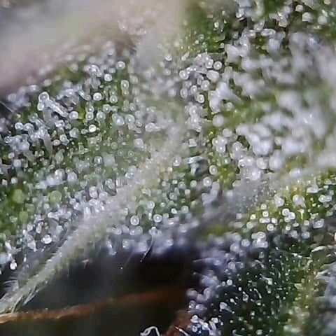 Lemon Kush growlog timeline photo