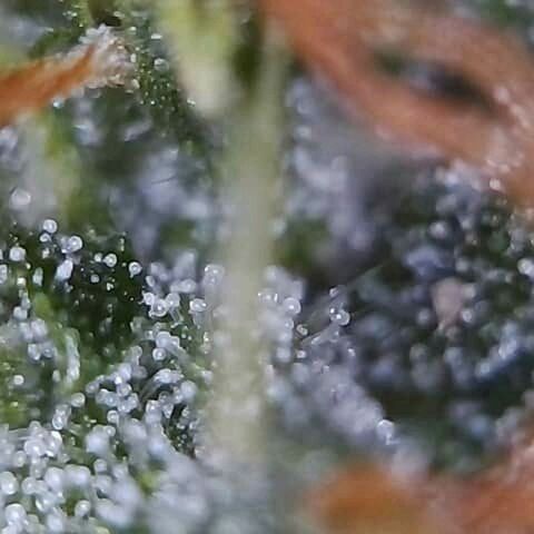 Lemon Kush growlog timeline photo