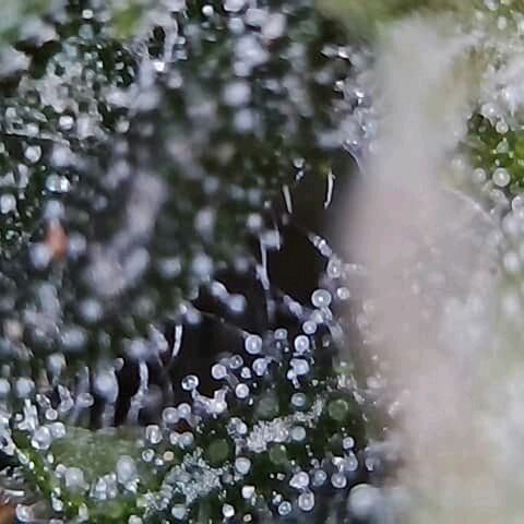 Lemon Kush growlog timeline photo