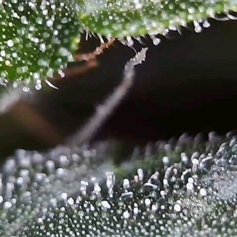 Lemon Kush growlog timeline photo