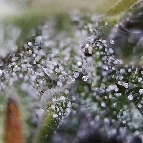 Lemon Kush growlog timeline photo