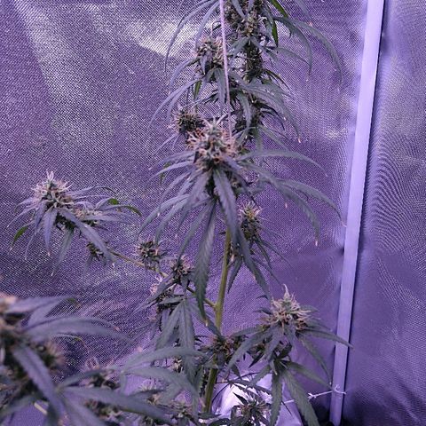 OG Killer growlog timeline photo