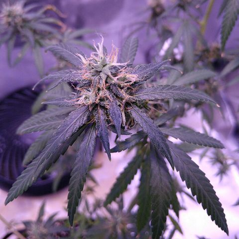OG Killer growlog timeline photo