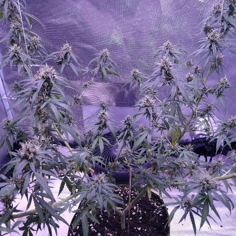 OG Killer growlog timeline photo