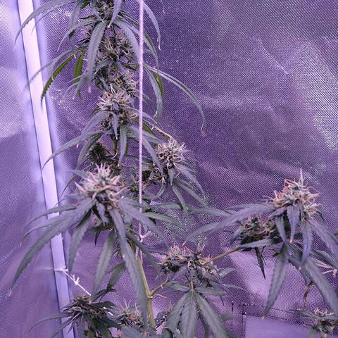 OG Killer growlog timeline photo