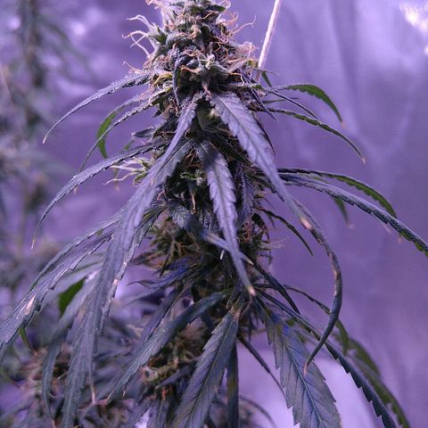 OG Killer growlog timeline photo