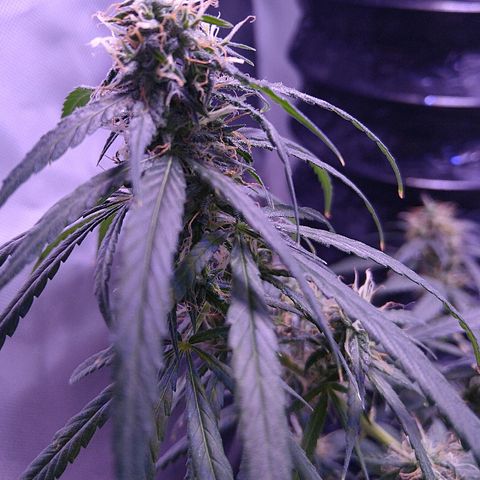 OG Killer growlog timeline photo