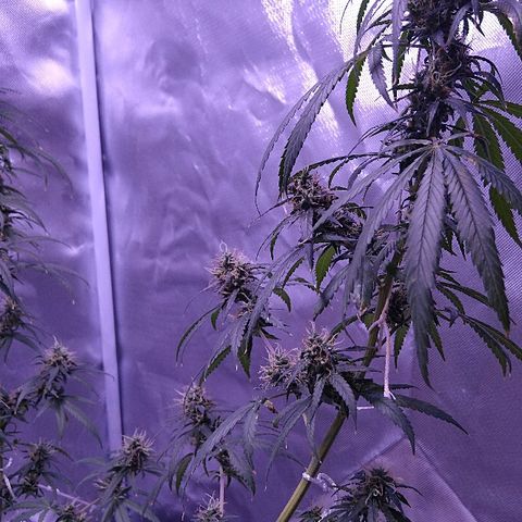 OG Killer growlog timeline photo
