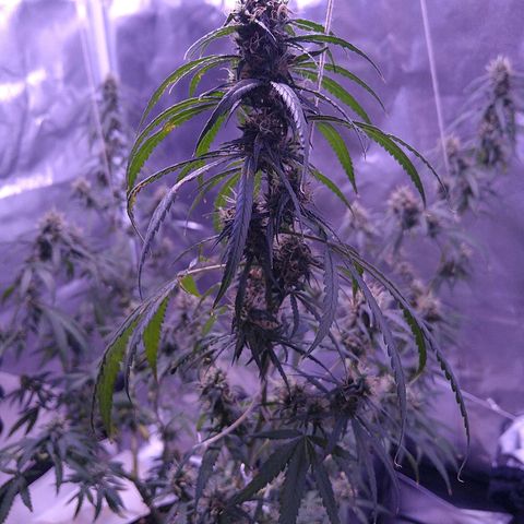 OG Killer growlog timeline photo