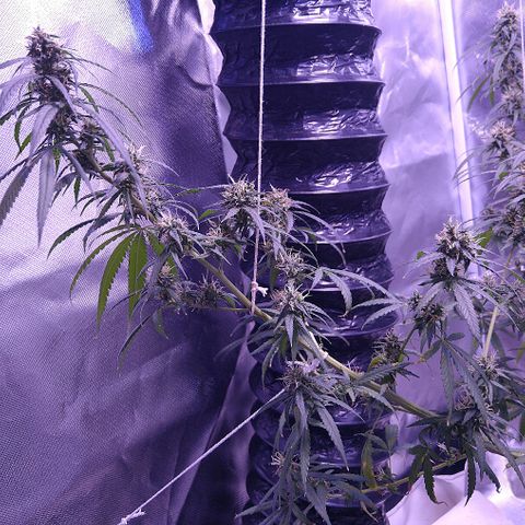 OG Killer growlog timeline photo