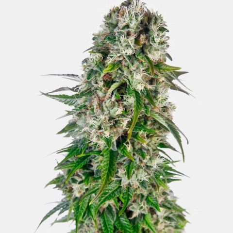 Der Titan / Big Bud 🔥🙏🔥 growlog timeline photo