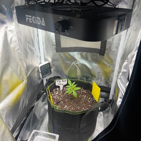 Der Titan / Big Bud 🔥🙏🔥 growlog timeline photo