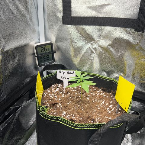 Der Titan / Big Bud 🔥🙏🔥 growlog timeline photo