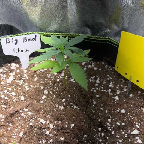 Der Titan / Big Bud 🔥🙏🔥 growlog photo: Heute schaut mein mini Titan Traurig weil die Erde zu trocken ist auch unter 2 cm der Oberfläche 