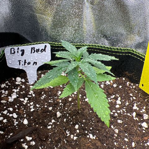 Der Titan / Big Bud 🔥🙏🔥 growlog timeline photo