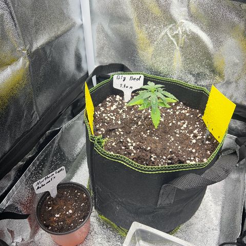 Der Titan / Big Bud 🔥🙏🔥 growlog timeline photo