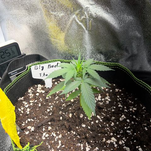 Der Titan / Big Bud 🔥🙏🔥 growlog timeline photo