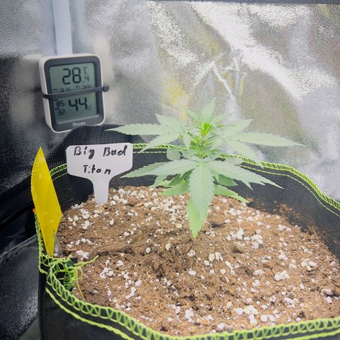 Der Titan / Big Bud 🔥🙏🔥 growlog timeline photo
